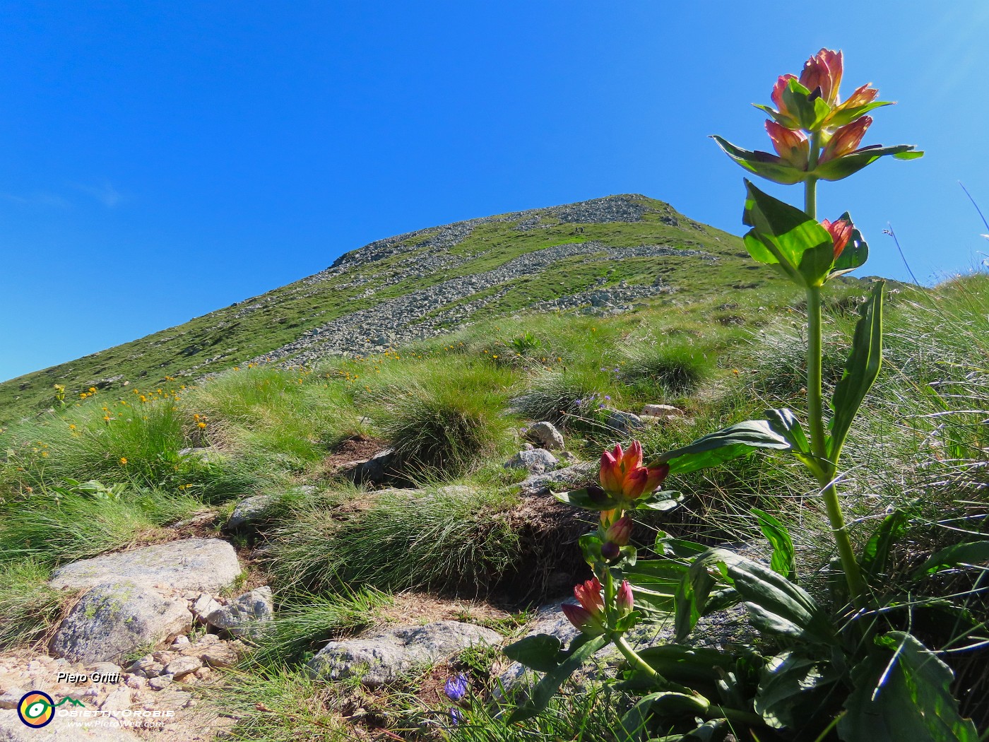 31 Gentiana purpurea (Genziana porporina) con salita all'anticima del Corno Stella.JPG